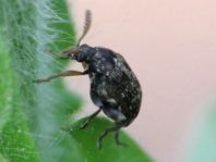 Samenkäfer, Bruchinae