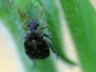 Samenkäfer, Bruchinae