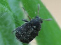 Samenkäfer, Bruchinae