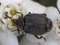 Bruchidius villosus