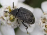 Bruchidius villosus