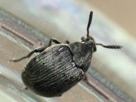 Bruchidius villosus