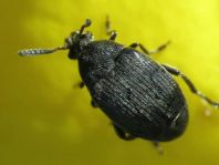 Bruchidius villosus