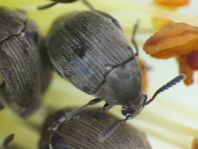 Bruchidius villosus