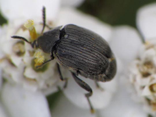 Bruchidius villosus