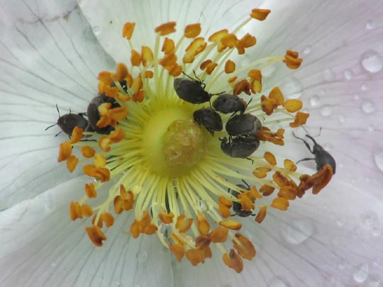 Bruchidius villosus