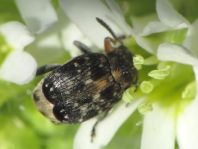 Bruchus atomarius