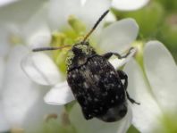 Bruchus atomarius