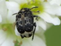 Bruchus atomarius