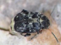 Bruchus atomarius