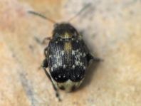 Bruchus atomarius