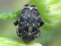 Bruchus atomarius