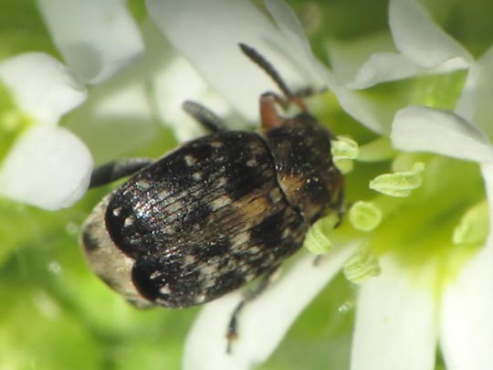 Bruchus atomarius