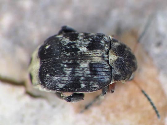 Bruchus atomarius