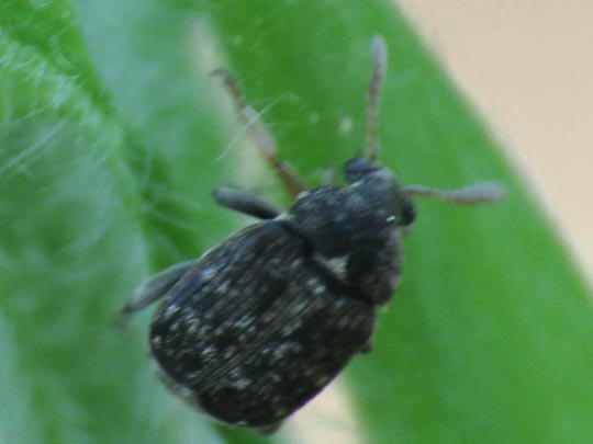 Samenkäfer, Bruchinae