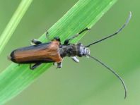 Anogcodes ustulata