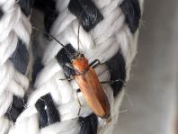 Anogcodes ustulata