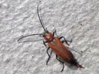 Anogcodes ustulata