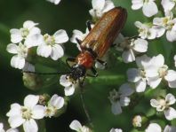 Anogcodes ustulata
