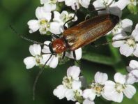 Anogcodes ustulata