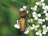 Anogcodes ustulata