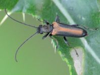 Anogcodes ustulata