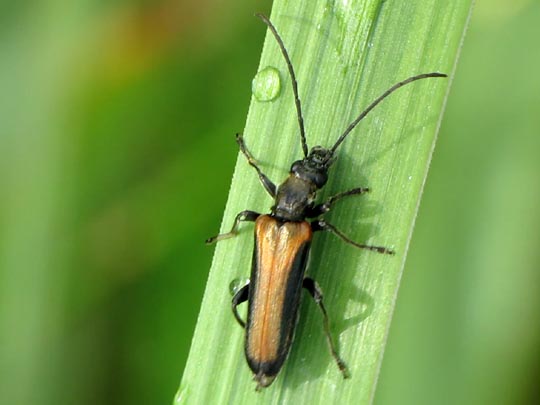 Anogcodes ustulata