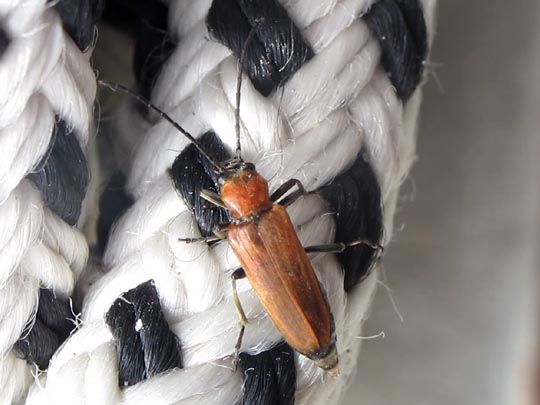 Anogcodes ustulata