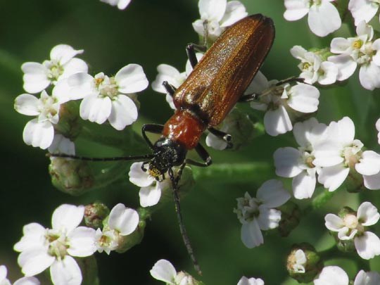 Anogcodes ustulata