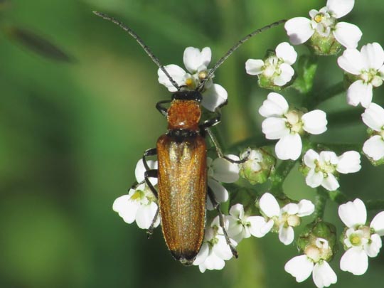 Anogcodes ustulata
