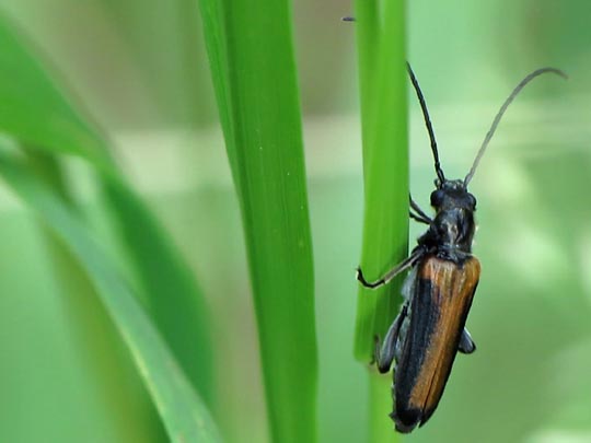 Anogcodes ustulata