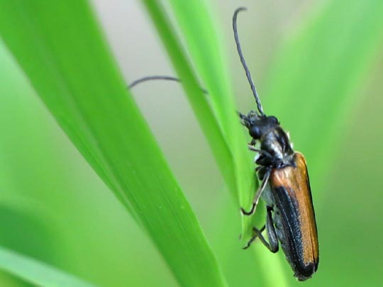 Anogcodes ustulata