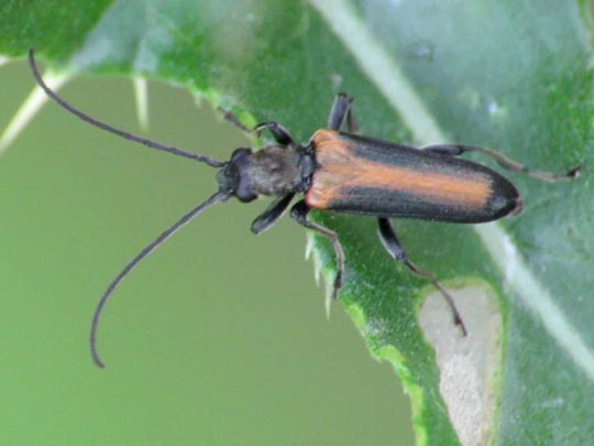 Anogcodes ustulata