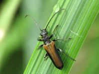 Anogcodes ustulata