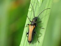 Anogcodes ustulata
