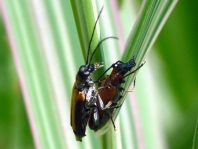 Anogcodes ustulata