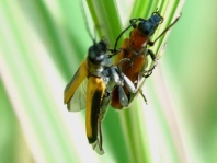 Anogcodes ustulata