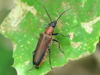 Anogcodes ferruginea
