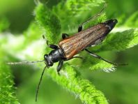 Anogcodes ferruginea