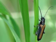 Anogcodes ustulata