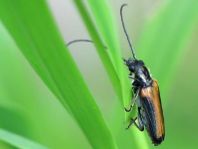 Anogcodes ustulata