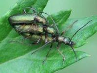 Chrysanthia nigricornis