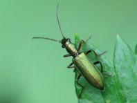 Chrysanthia nigricornis