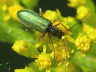 Chrysanthia nigricornis