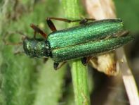 Chrysanthia nigricornis