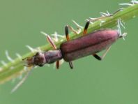 Chrysanthia nigricornis