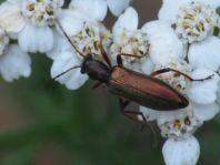Chrysanthia nigricornis