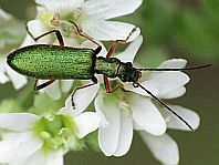 Chrysanthia nigricornis