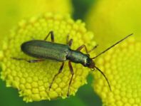 Chrysanthia nigricornis