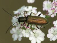 Chrysanthia nigricornis